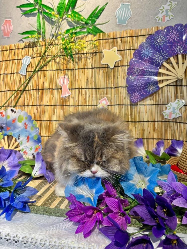 やっほー( ᴖ ̫ᴖ )