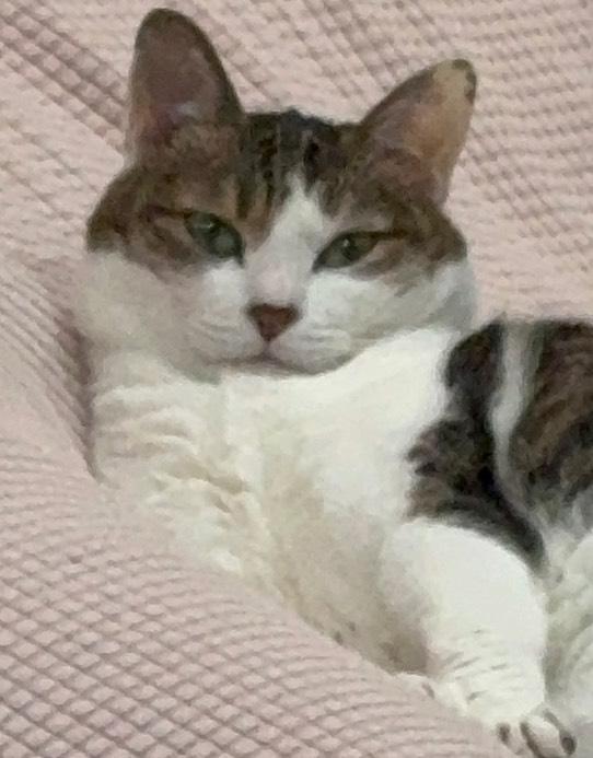 しゅ