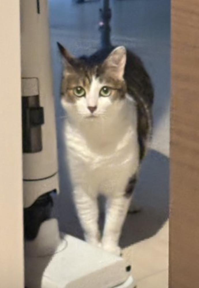 しゅ‼︎🐱