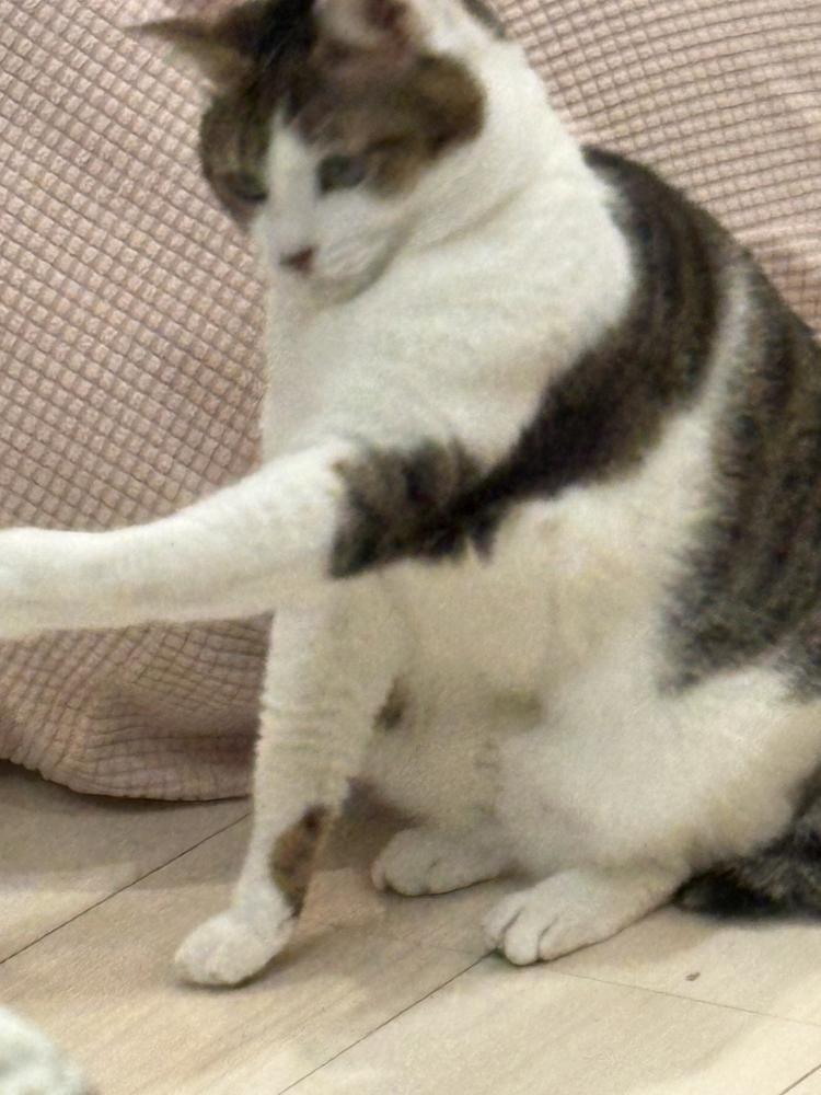 しゅ🐈