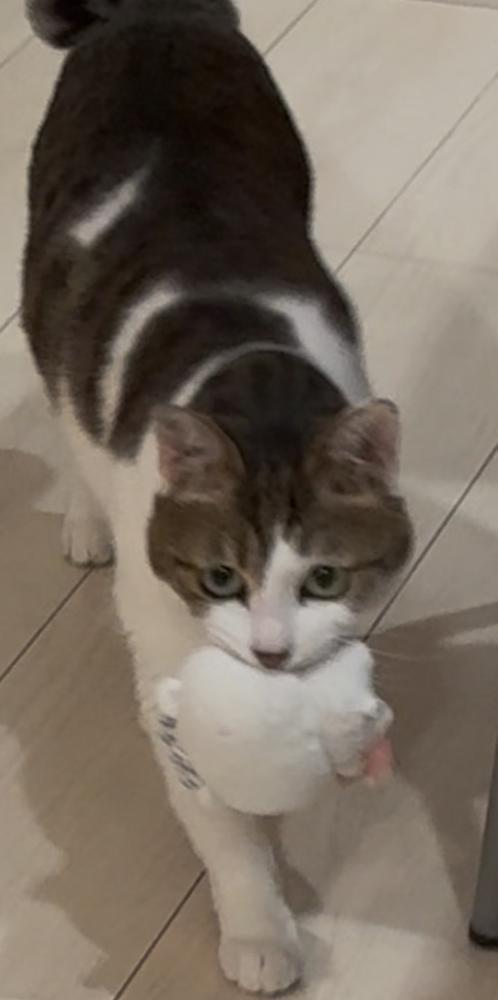 しゅ