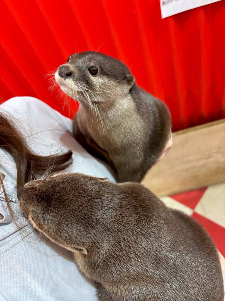 カワウソカフェ！