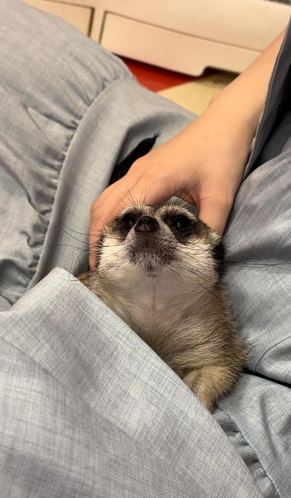 ミーアキャットも可愛かったなあ