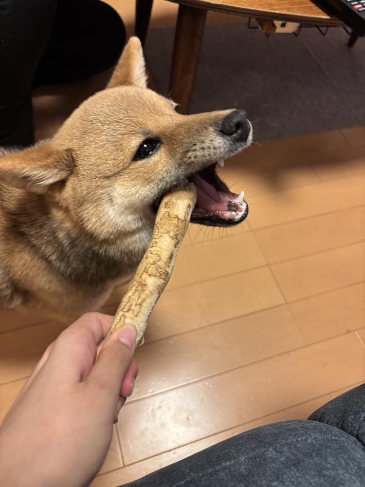 愛犬🐶