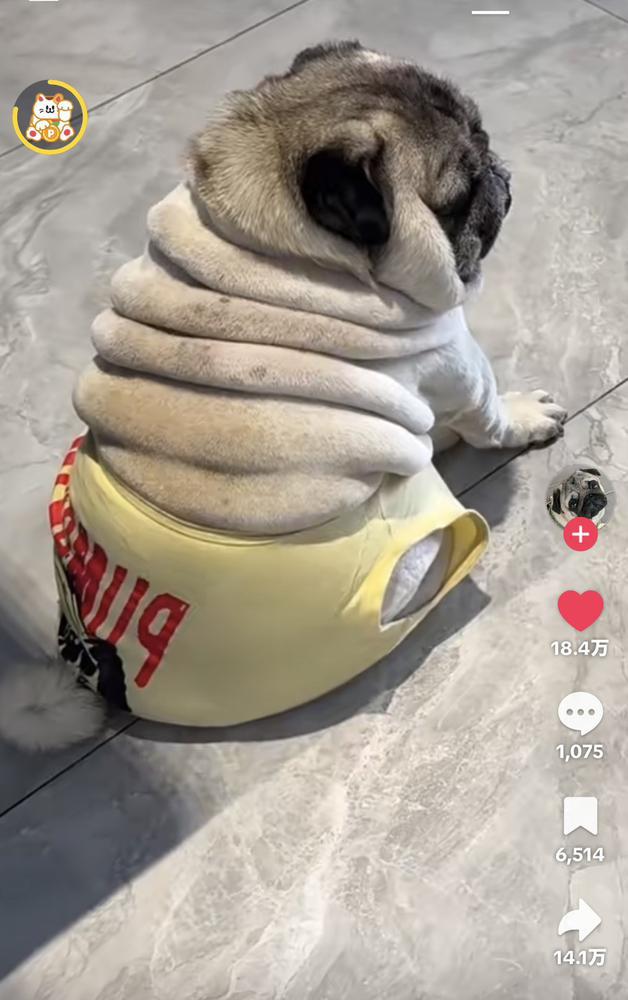 🐶