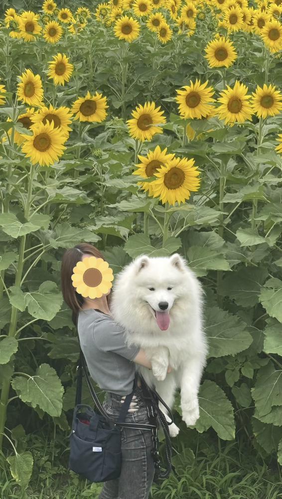 夏らしい1枚🌻
