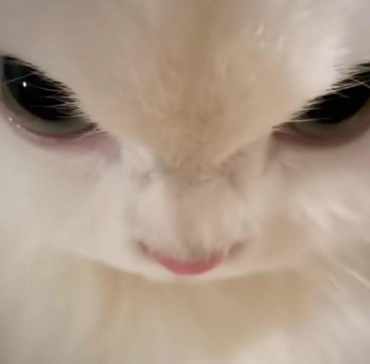 しゅ！