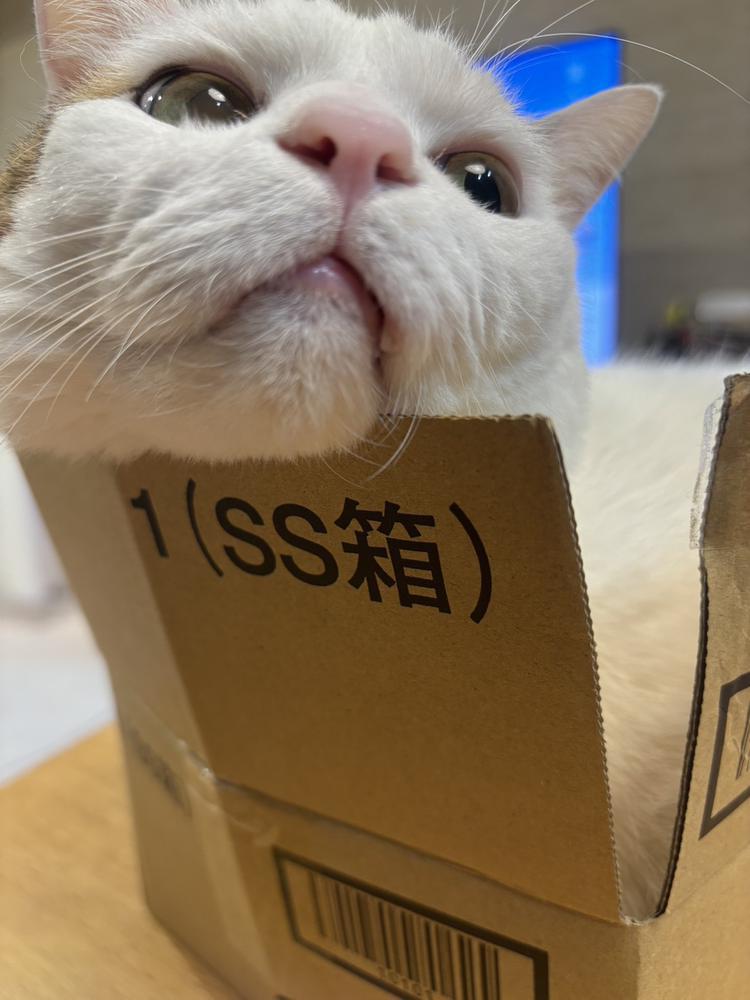 今日います！
