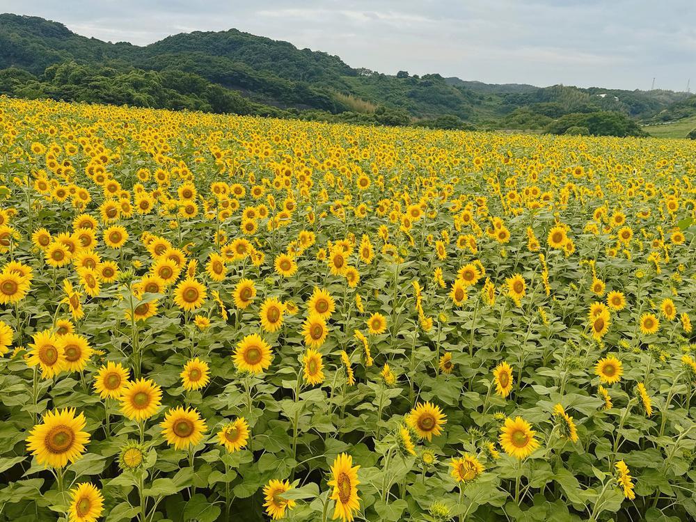 🌻