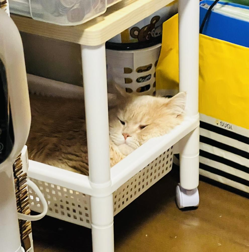 ハマってみた🐈