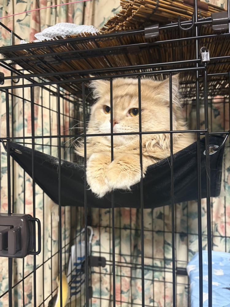 🐈