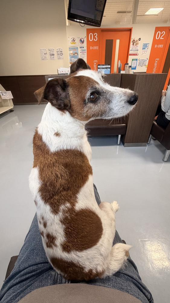 🐶愛犬と動物病院へ行ってきました♪