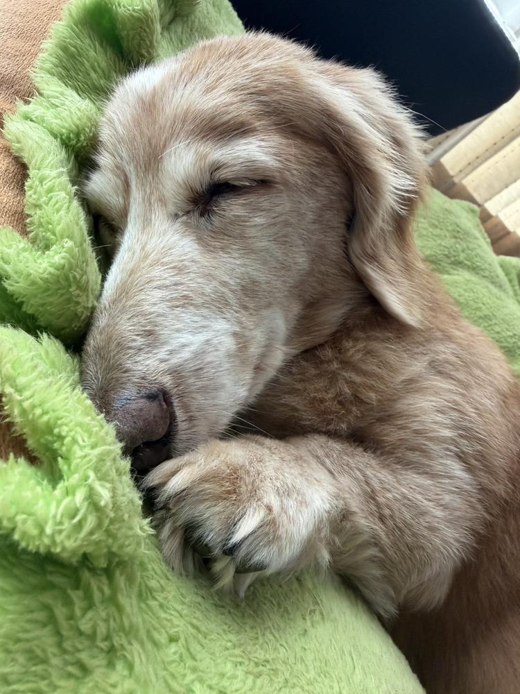 🥺