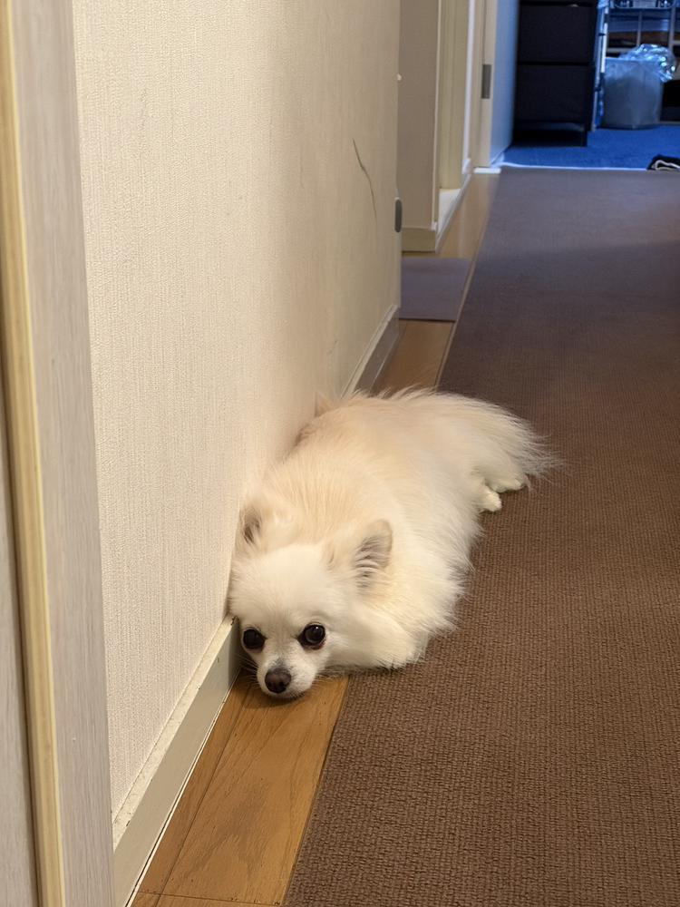 お犬セラピー