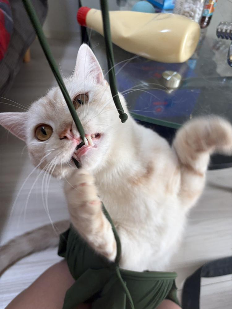 しゅ