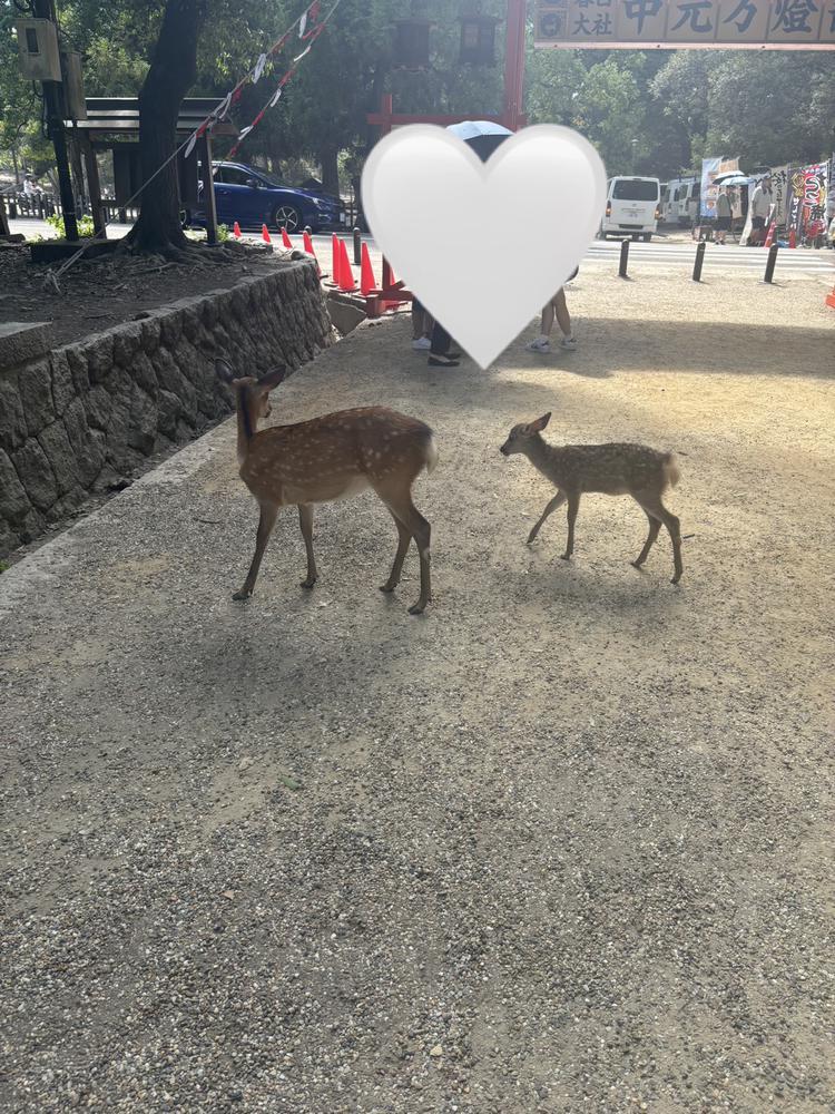 🦌