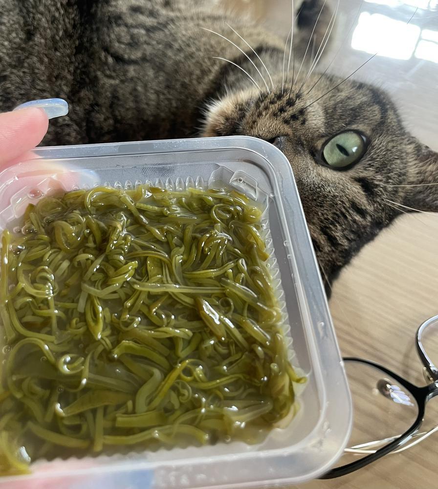 めかぶ🐈‍⬛