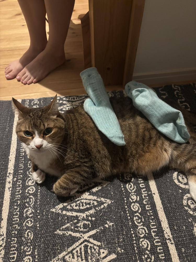 🐱
