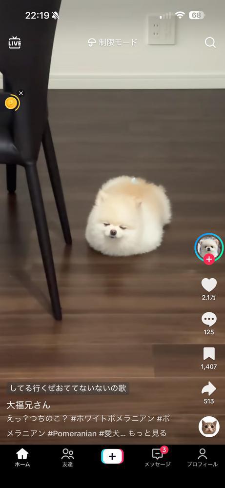 あざらし？！