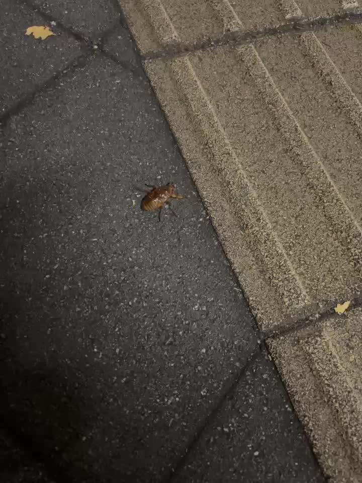 よやくとーこー