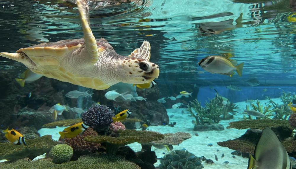水族館🐟