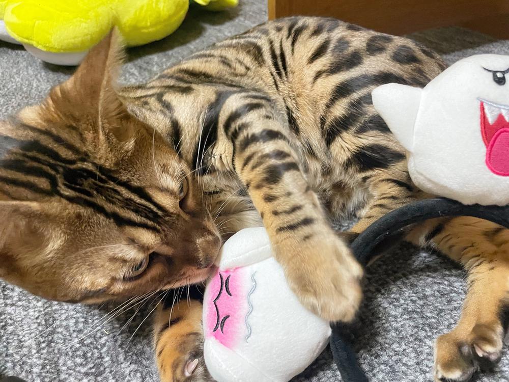 店休日！