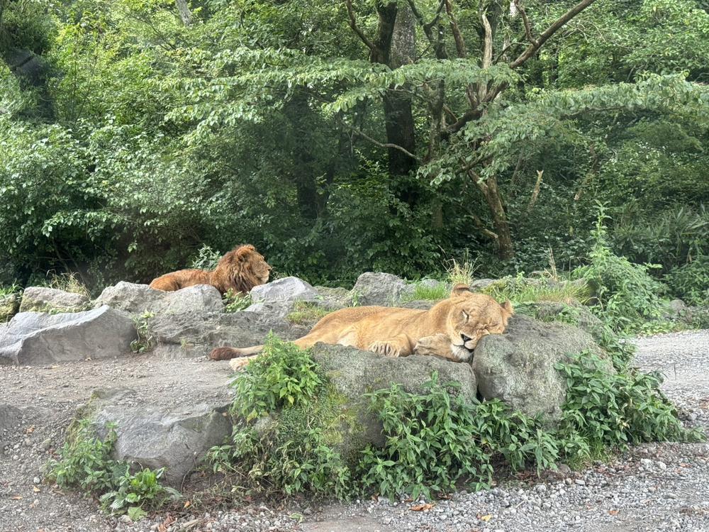 🦁