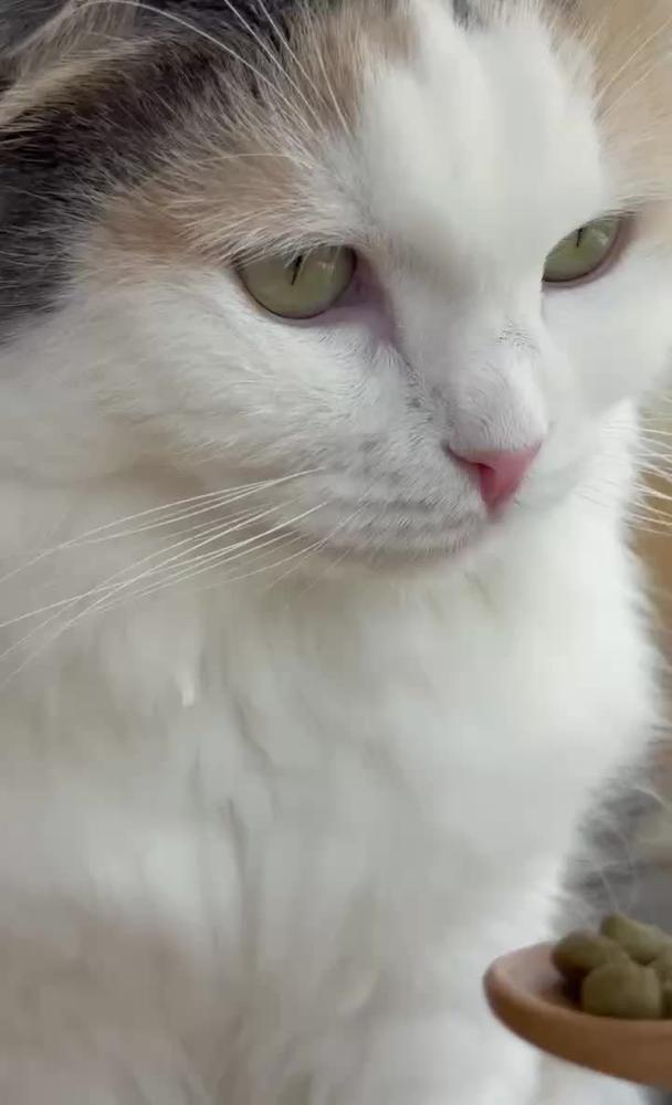 かわいいねこちゃんがいた！