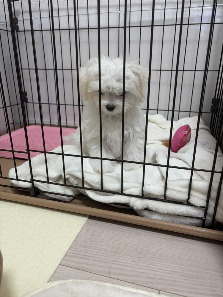 お盆明け