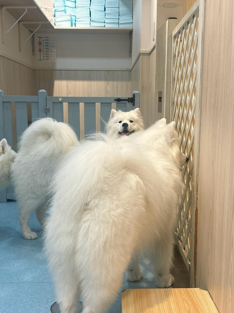 サモエド！