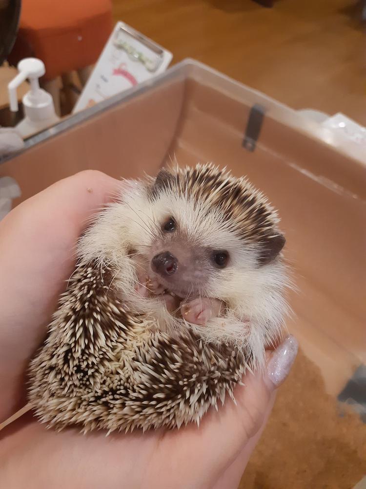 久々ハリネズミ🦔