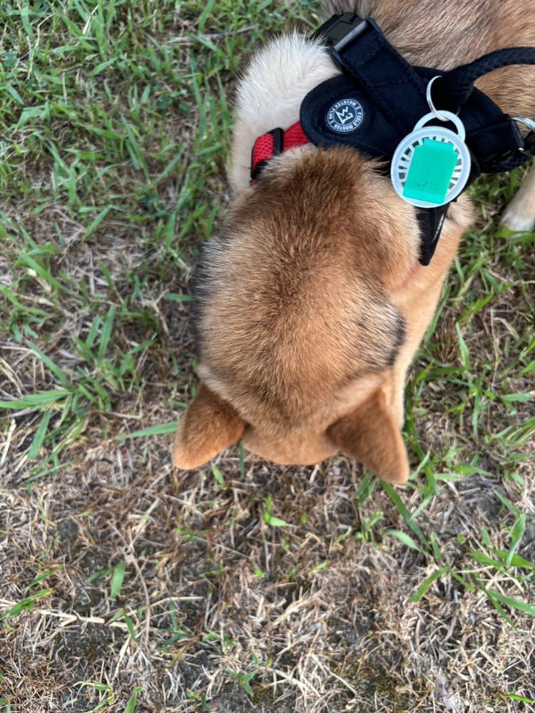 おさんぽ🐾