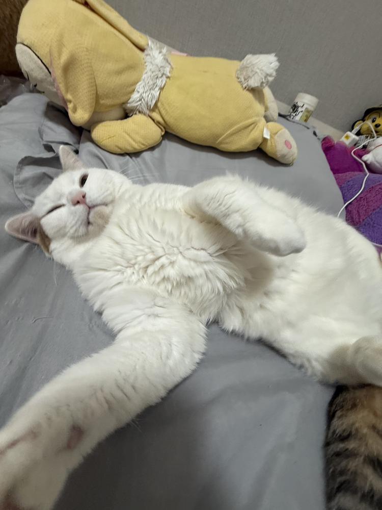 るい