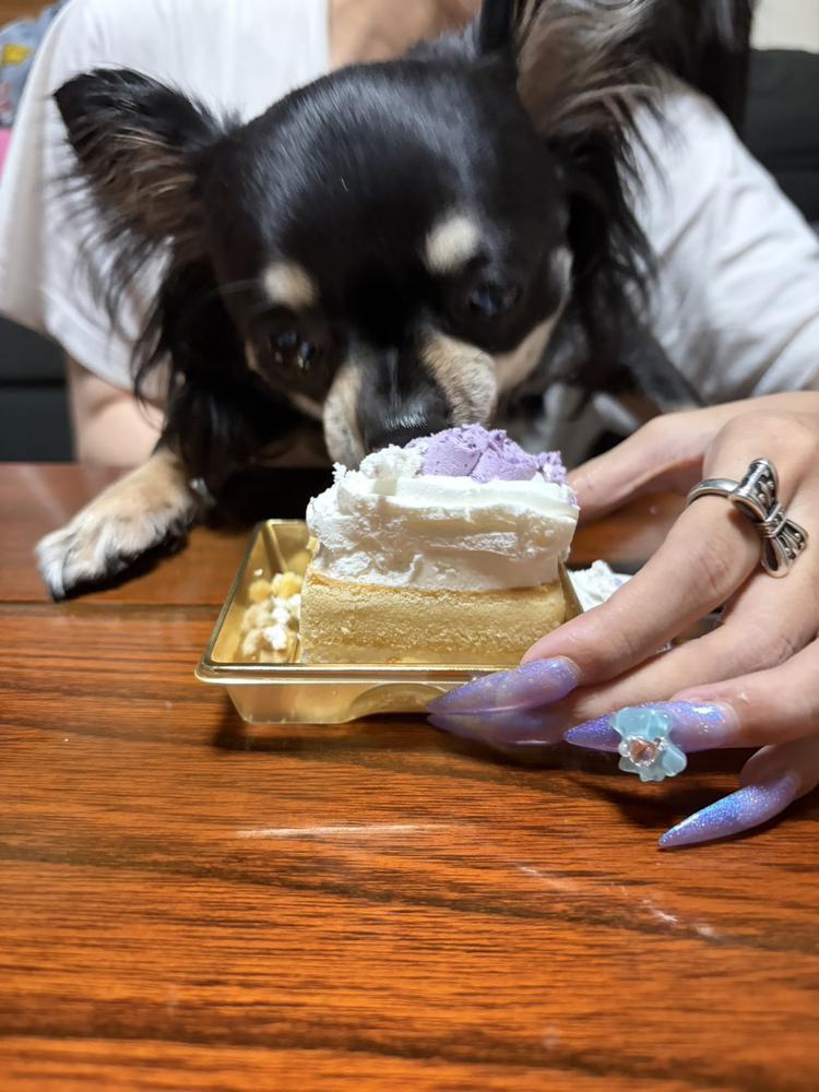 🐶🩶