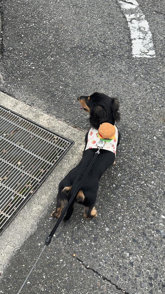 ハンバーガー背負ってます🍔🐶