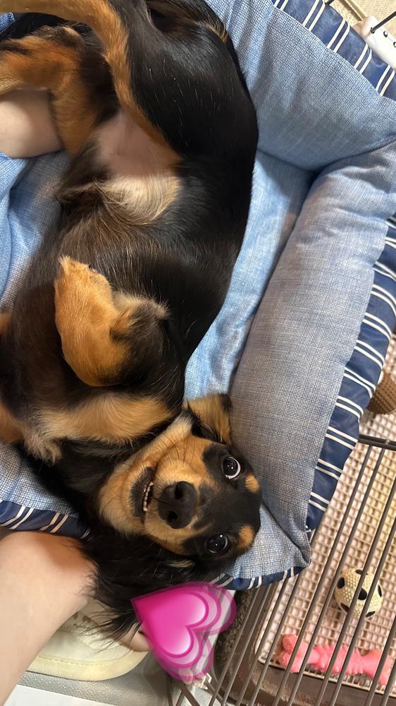 🐶