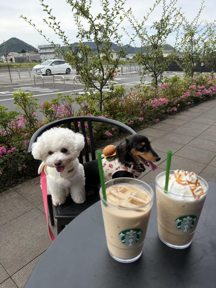 わんこたちとスタバ☕️🐶
