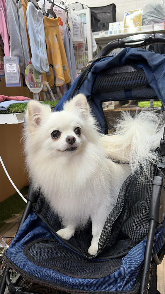 犬撮影会