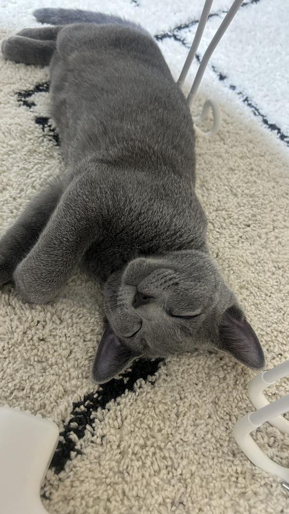 シルバーウィークにお迎え🐈‍⬛