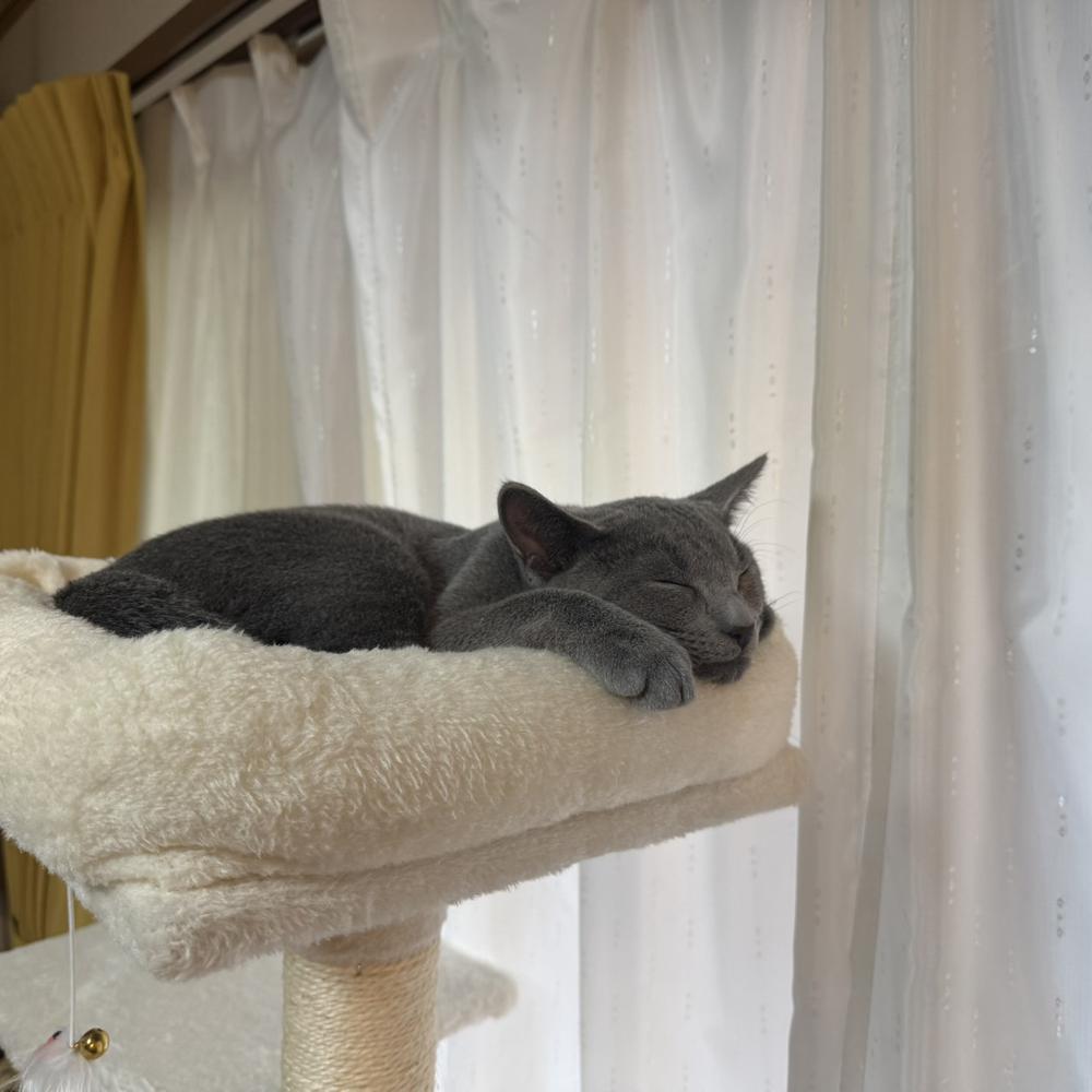 🐱Zzz‥