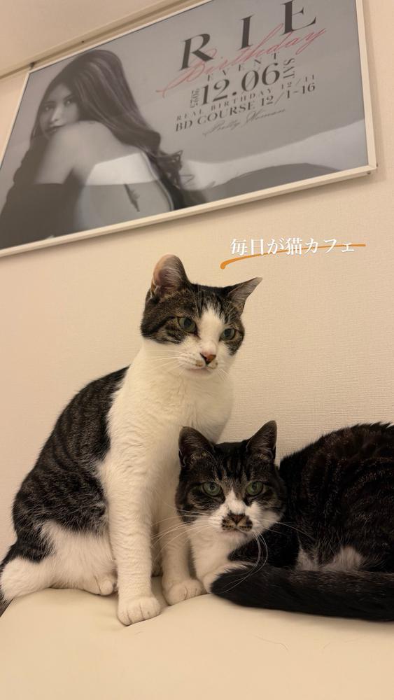 毎日が猫カフェ