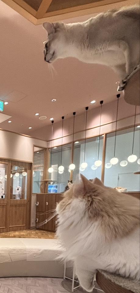 やす