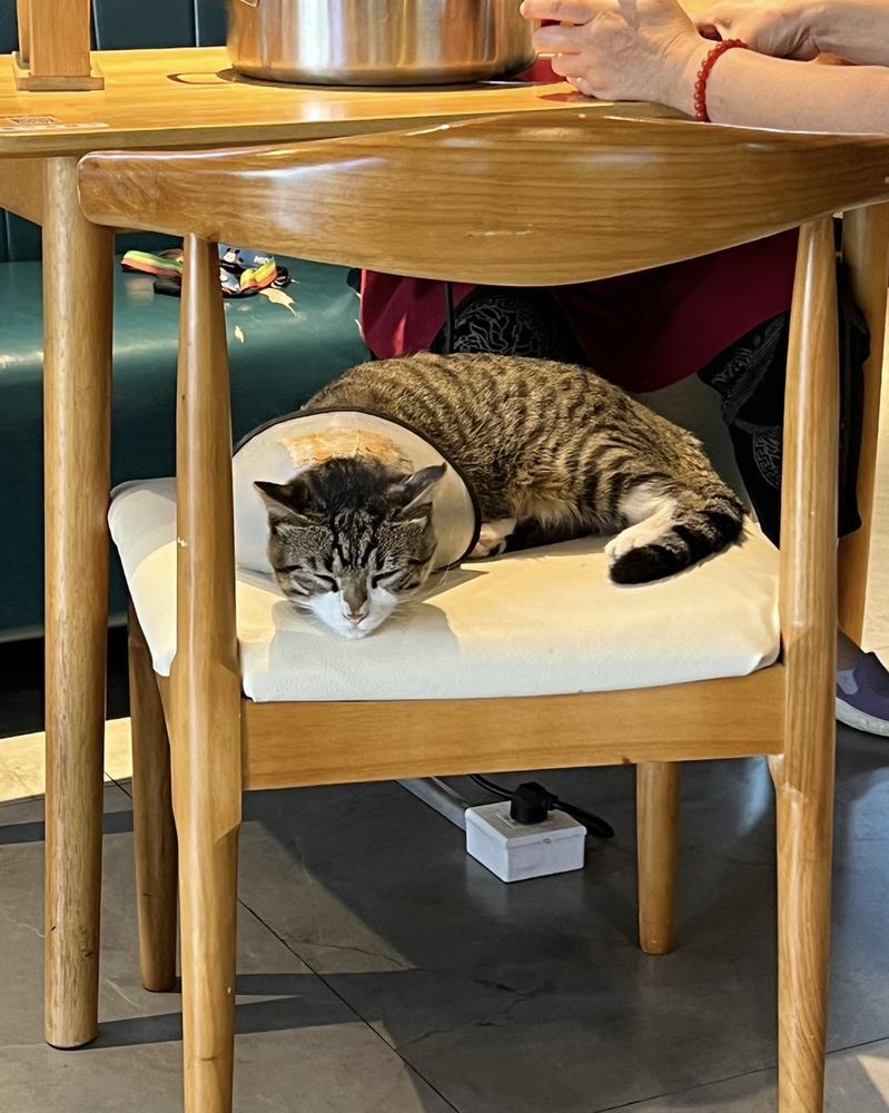 おやすーみ🐱