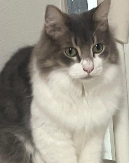 やっほ！
