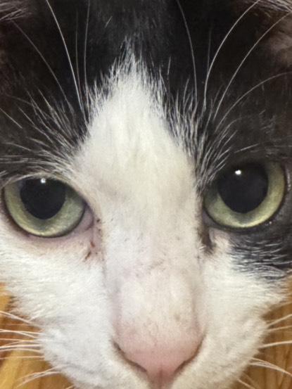 猫飼いたいー🥺
