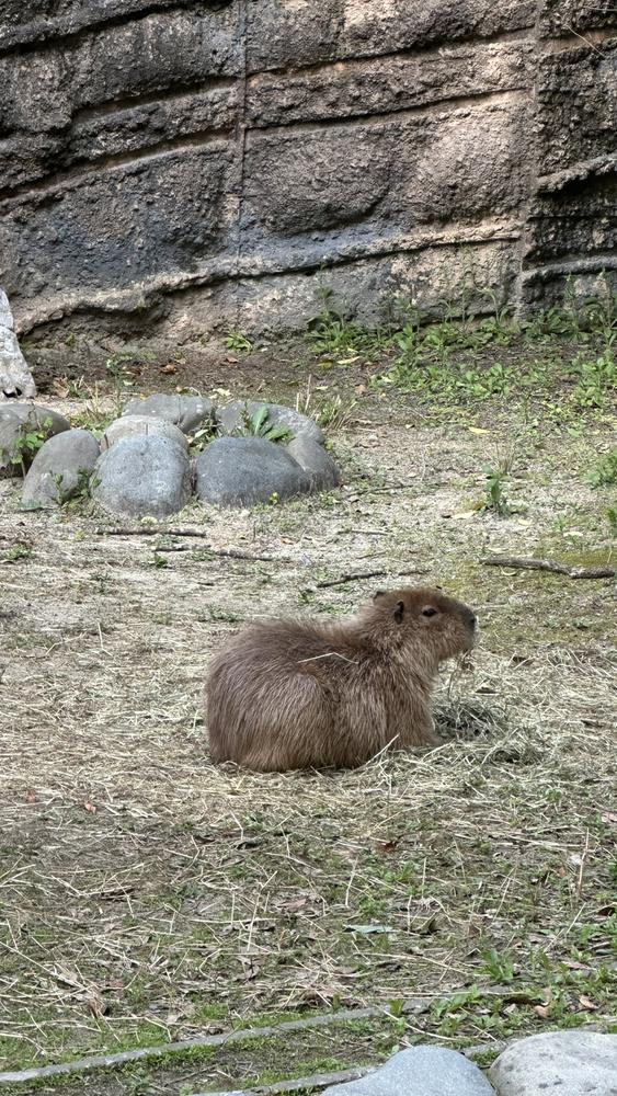 カピバラ