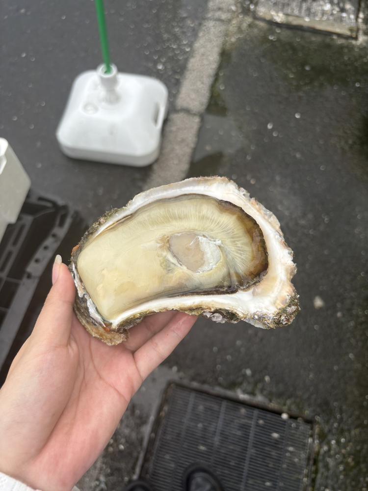 でっかい牡蠣