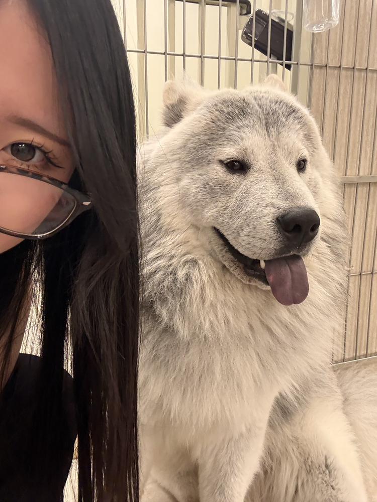 犬カフェ