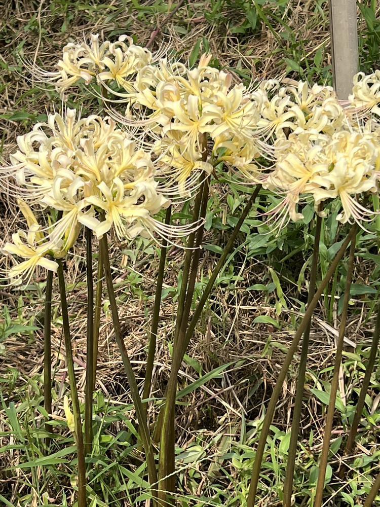 🌷