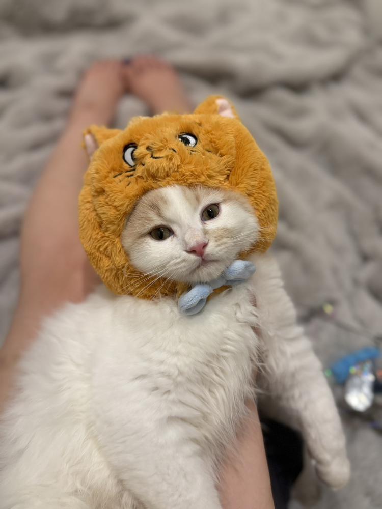 しゅっきん！